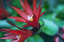 Cactus, Easter cactus, Rhipsalidopsis gaertneri.