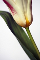 Tulip, Tulipa 'Giuseppe verdi'.