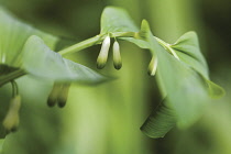 Solomon's Seal, Polygonatum.