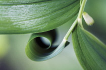 Solomon's Seal, Polygonatum.