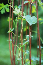 Morning Glory, Ipomoea.