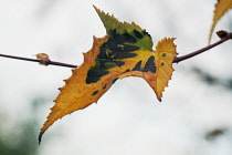 Japanese Maple, Acer.