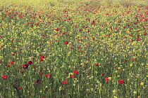 Poppyfield, Papaver rhoeas.