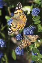 CalifornianLilac, Ceanothus, Ceanothus 'Pin cushion'.