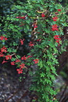 Flamenasturtium, Tropaeolum speciosum.