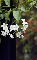 PotatoVine, Solanum laxum 'Creche ar Pape'.