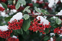 Cotoneaster, Cotoneaster lacteus.