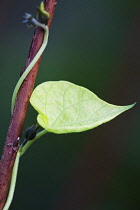 Morning Glory, Ipomoea.