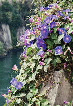 Morning Glory, Ipomoea.