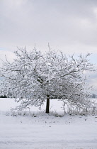 Oak, Acorn, Quercus.