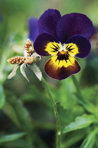 Viola, Viola 'Ruby Gold'.