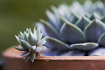 Houseleek, Sempervivum.