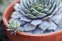 Houseleek, Sempervivum.