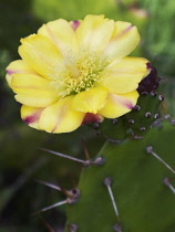 Pricklypearcactus, Opuntia cochenilifera.