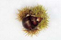 Chestnut, Sweet chestnut, Castanea sativa.