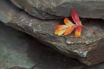 Oak, Acorn, Quercus.