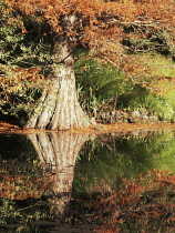 DawnRedwood, Metasequoia glyptostroboides.