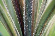 Cordyline, Cordyline australis 'Sundance'.