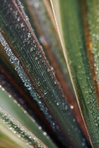 Cordyline, Cordyline australis 'Sundance'.