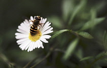 Aster.