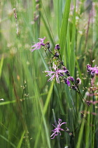 Ragged Robin, Lychnis flos-cuculi.