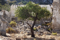 Orange, Citrus sinensis.