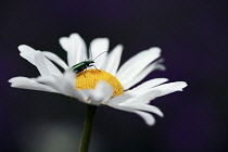 Daisy, Ox-eye daisy, Leucanthemum vulgare.