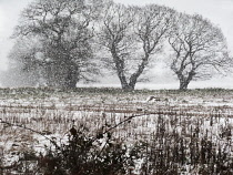 Oak, Acorn, Quercus.