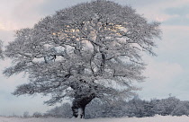 Oak, Acorn, Quercus.