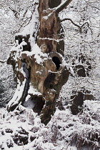 Oak, Acorn, Quercus robur.