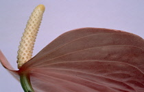 Painter's palette, Anthurium andraeanum.