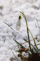 Snowdrop, Galanthus.