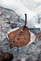 Birch, Weeping birch, Betula pendula.