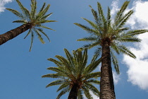 Palm, Date palm, Phoenix.