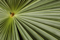 Fanpalm, Palm.