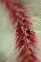 Purplefountaingrass, Pennisetum secateum 'Rubrum'.