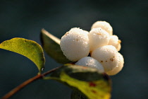 Snow-berry, Symphoricapos rivularis.