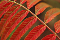 Sumach, Rhus typhina.