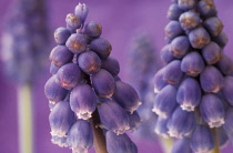Grape Hyacinth, Muscari.