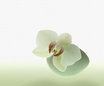 Orchid.