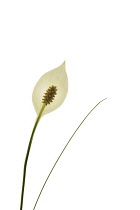 Peacelily, Spathiphyllum wallisii.