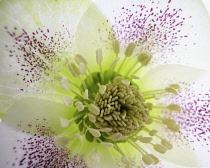 Hellebore, Helleborus.