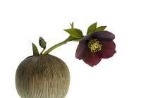 Hellebore, Helleborus.