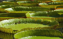 Waterlily, Nymphaea.