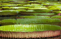 Waterlily, Nymphaea.