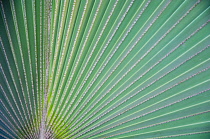 Fanpalm, Palm.