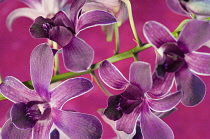 Orchid.
