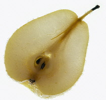 Pear, Pyrus communis.