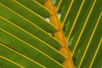 Palm.