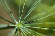 Fennel, Foeniculum vulgare.